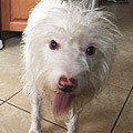 Dog Boarding Testimonial