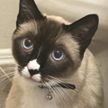 Cat Boarding Client Testimonial